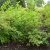 Physocarpus opulifolius Dart´s Gold, Smällspirea