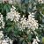 Pieris japonica Bonfire
