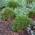Pinus heldreichii Smidtii