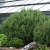Pinus heldreichii Smidtii