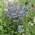 Polemonium caeruleum subsp. yezoense Bressingham Purple, Japanskt Blågull