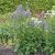 Polemonium caeruleum subsp. yezoense Bressingham Purple, Japanskt Blågull