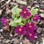 Primula pruhoniciana Wanda, Violviva