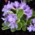 Primula marginata Jack Drake, Dvärgaurikel, P9cm