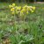 Primula veris, Gullviva