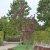 Prunus serrulata Royal Burgundy, Japansk Prydnadskörsbär