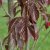Prunus serrulata Royal Burgundy, Japansk Prydnadskörsbär