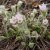Pulsatilla vulgaris Perlen Glocke, Backsippa, P9cm