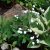 Ranunculus aconitifolius Flore Pleno (Pleniflorus), Stormhattsranunkel