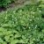 Ranunculus aconitifolius Flore Pleno (Pleniflorus), Stormhattsranunkel