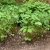 Ranzania japonica, Ranzania, P9cm