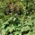 Rheum palmatum tanguticum