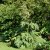 Rheum palmatum tanguticum