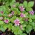 Rubus arcticus ssp. stellarct. Beata, Allåkerbär, co