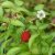 Rubus illecebrosus, Jordgubbshallon, C2