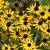 Rudbeckia fulgida Little Goldstar ®, Strålrudbeckia