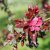 Malus Royalty, Purpurapel, 80-100 C6
