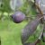 Malus Royalty, Purpurapel, 80-100 C6