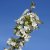 Sötkörsbär/Bigarrå, Gårdebo E, stam P. colt C10
