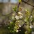 Prunus x eminens Umbraculifera