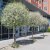 Prunus eminens Umbraculifera, Klotkörsbär serrula stam, 200 serrula stam C15