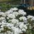 Iberis sempervirens Schneeflocke (Snowflake)