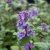 Nepeta racemosa Little Titch