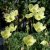 Papaver miyabeanum Pacino, Japansk Vallmo
