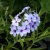 Phlox divaricata subsp. laphami Chattahoochee
