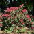 Rhododendron cataw. Feuerschein (Hachmann´s Feuerschein), Rododendron, 30-40 C3