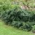 Taxus baccata Repandens, Mattidegran