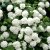 Viburnum opulus Strömsund E, Skogsolvon