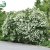 Viburnum opulus Strömsund E, Skogsolvon