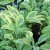 Salvia officinalis Icterina, Kryddsalvia