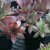 Sempervivum hybr. Granat