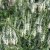 Veronica longifolia Schneeriesin, Strandveronika, P9cm