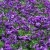 Viola x williamsii Monica, Bukettviol