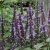 Agastache hybr. After Eight, Anisisop