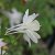 Aquilegia x cultorum Kristall