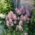 Astilbe arendsii Look at Me ®