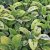 Salvia officinalis Icterina, Kryddsalvia