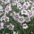 Dianthus plumarius Marieberg, Fjädernejlika, C11cm