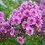 Phlox paniculata Morfar Albert, Höstflox, SQ1