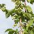 Humulus lupulus Näs, Humle, C2
