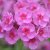 Phlox paniculata Morfar Albert, Höstflox, SQ1