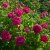 Rosa bourbon Pipar Hans