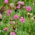 Armeria maritima Abbey Rose