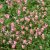 Diascia anastrepta Sani, Nataltvillingsporre, P9cm