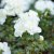 Rhododendron japonica Schneeperle (Hachschnee), Japansk Azalea, 20-25 C2
