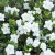 Rhododendron japonica Schneeperle (Hachschnee), Japansk Azalea, 20-25 C2